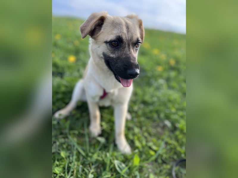 Birdie Tierschutzhund sucht ein Zuhause