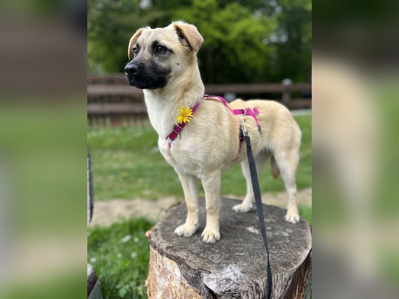 Birdie Tierschutzhund sucht ein Zuhause