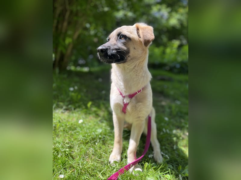 Birdie Tierschutzhund sucht ein Zuhause