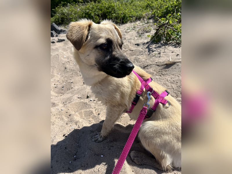 Birdie Tierschutzhund sucht ein Zuhause