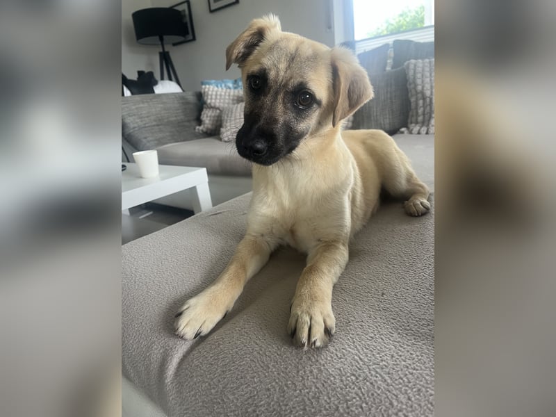 Birdie Tierschutzhund sucht ein Zuhause