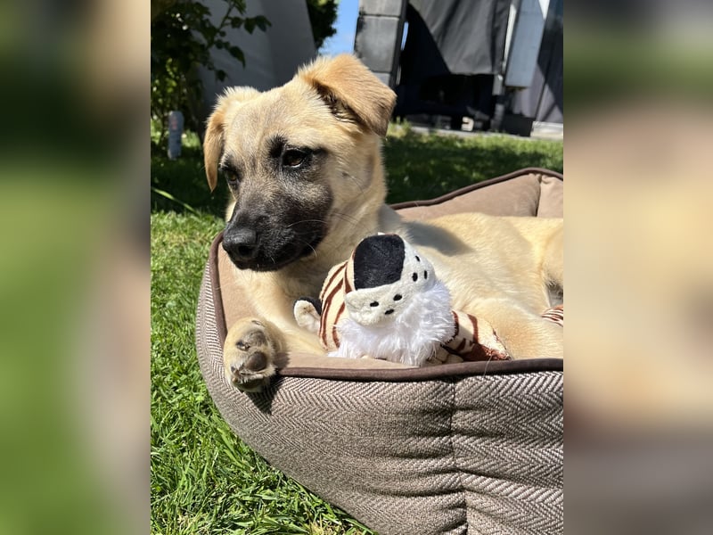 Birdie Tierschutzhund sucht ein Zuhause