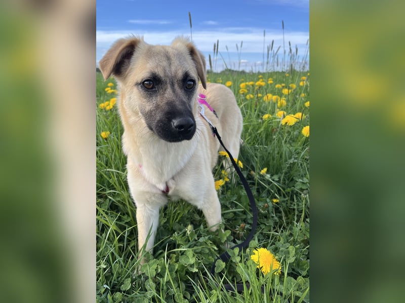 Birdie Tierschutzhund sucht ein Zuhause