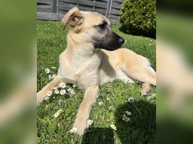Birdie Tierschutzhund sucht ein Zuhause