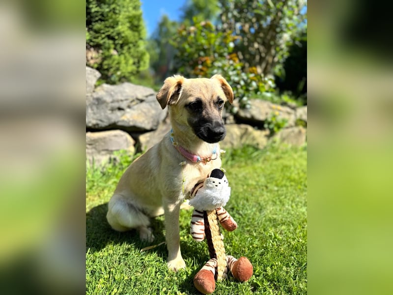 Birdie Tierschutzhund sucht ein Zuhause