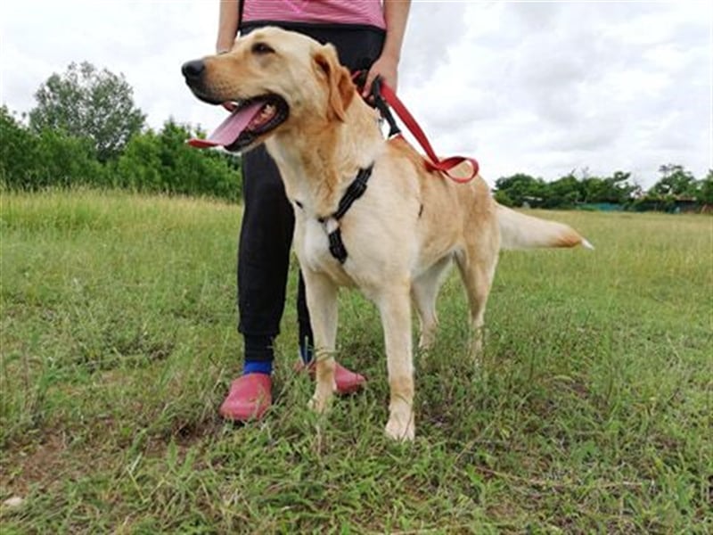 LIZA, blonde Schönheit sucht ein Zuhause