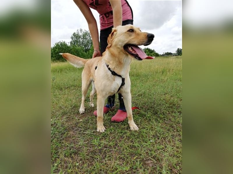LIZA, blonde Schönheit sucht ein Zuhause