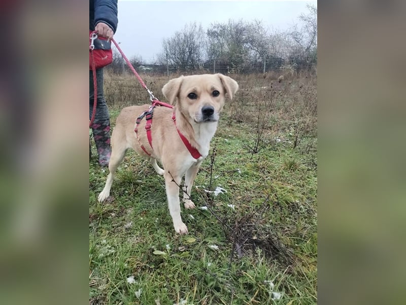 Indigo, sucht liebe und aktive Familie