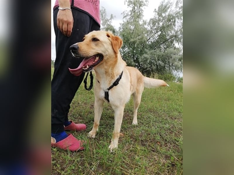 LIZA, blonde Schönheit sucht ein Zuhause