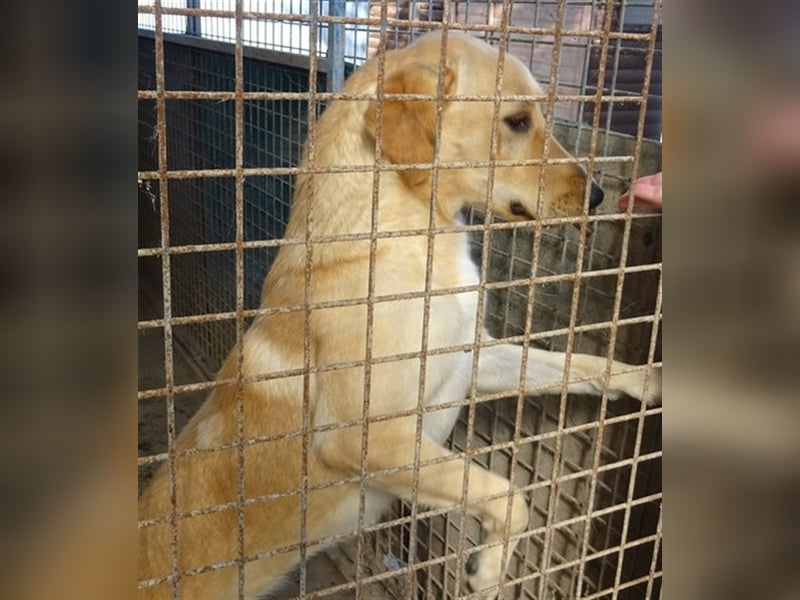 LIZA, blonde Schönheit sucht ein Zuhause