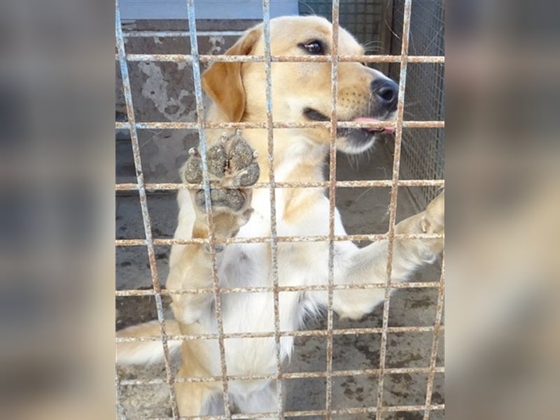 LIZA, blonde Schönheit sucht ein Zuhause