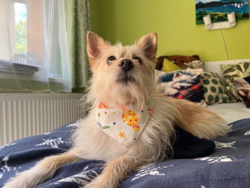 Loretta SR – Unkomplizierte Dame sucht ihr Zuhause