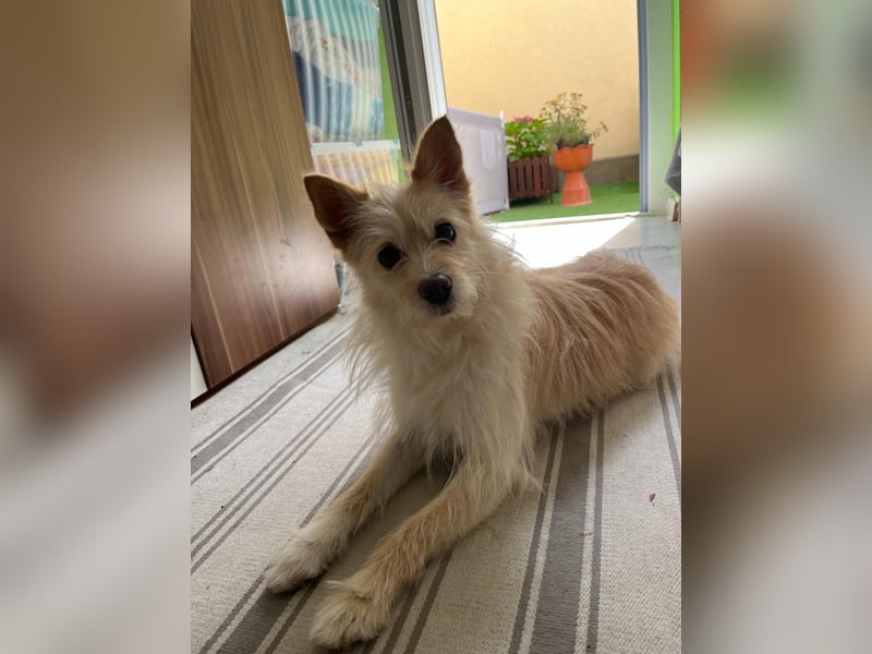 Loretta SR – Unkomplizierte Dame sucht ihr Zuhause