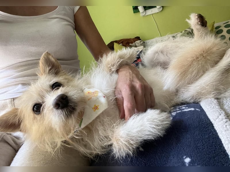 Loretta SR – Unkomplizierte Dame sucht ihr Zuhause