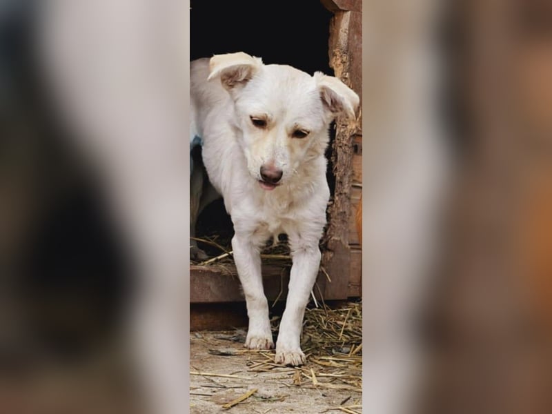 Kleine Prinzessin *ANNA* sucht Familienanschluß