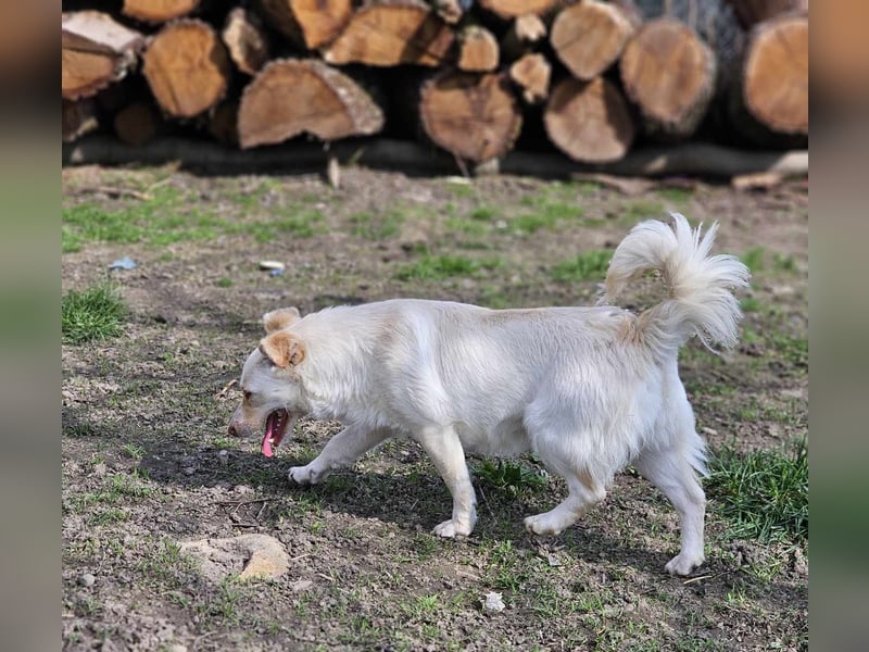 Kleine Prinzessin *ANNA* sucht Familienanschluß