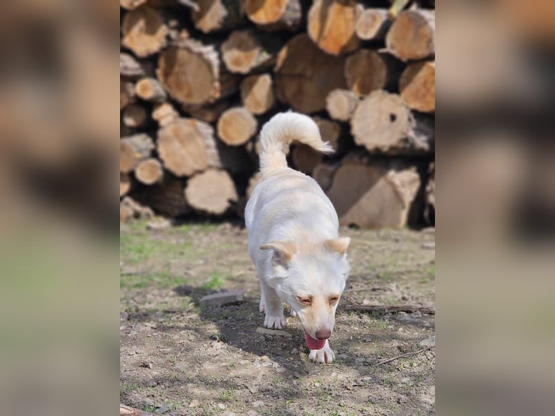 Kleine Prinzessin *ANNA* sucht Familienanschluß