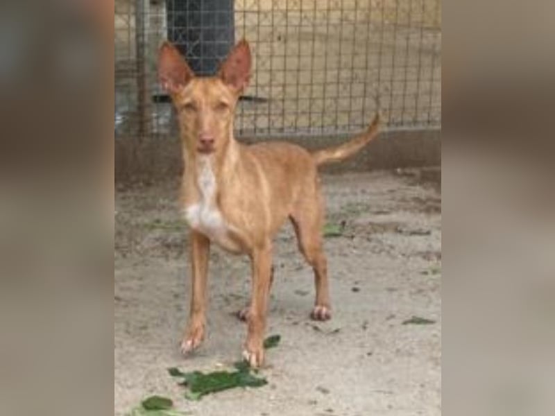 Nona sucht einen Platz als Zweithund