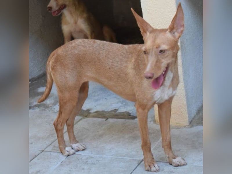 Nona sucht einen Platz als Zweithund