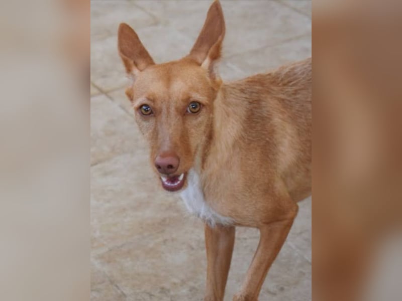 Nona sucht einen Platz als Zweithund