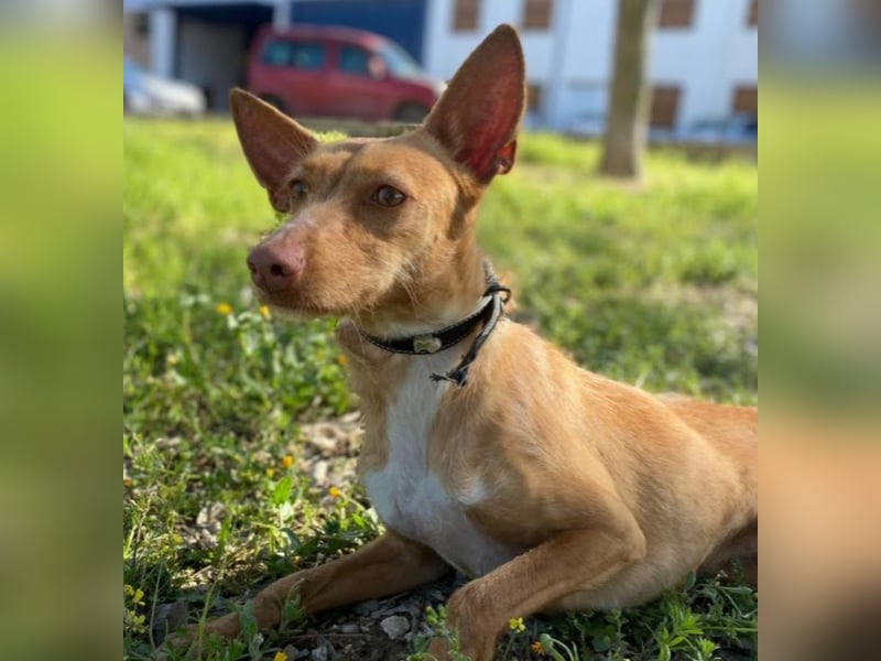 Nona sucht einen Platz als Zweithund