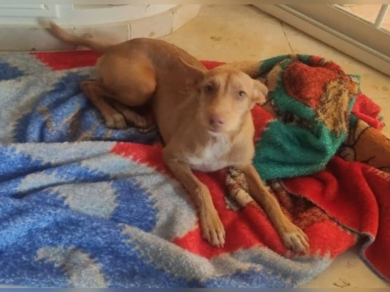 Nona sucht einen Platz als Zweithund