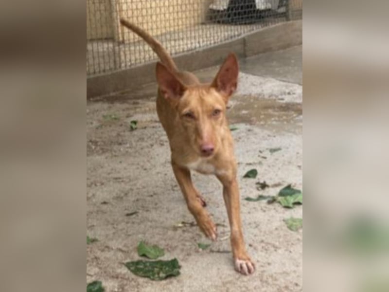 Nona sucht einen Platz als Zweithund