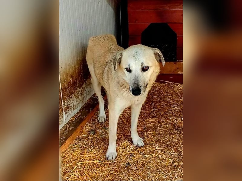LIBBY - Freundliche Hündin wünscht sich sehnlichst einen Platz bei lieben Menschen