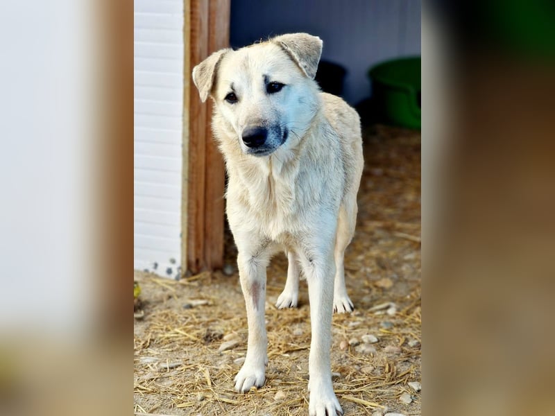 LIBBY - Freundliche Hündin wünscht sich sehnlichst einen Platz bei lieben Menschen