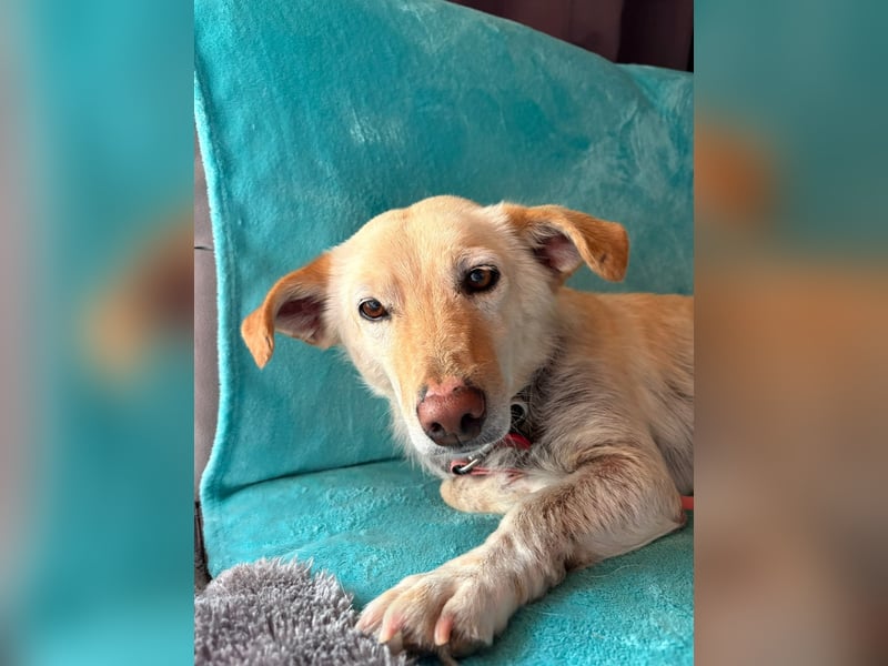 Ruhige Hündin Molly sucht ein zu Hause