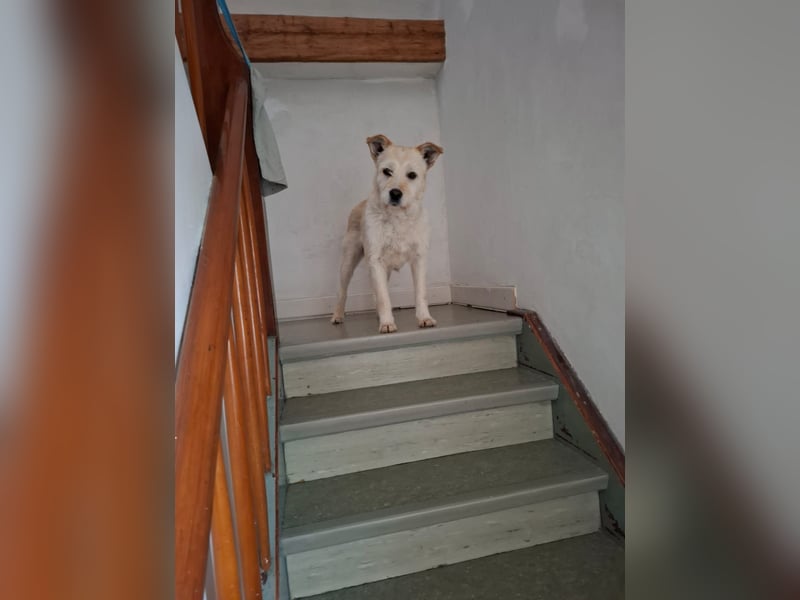Latte sucht noch immer ein zu Hause
