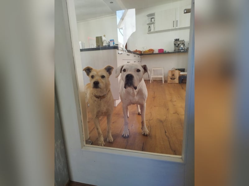Latte sucht noch immer ein zu Hause