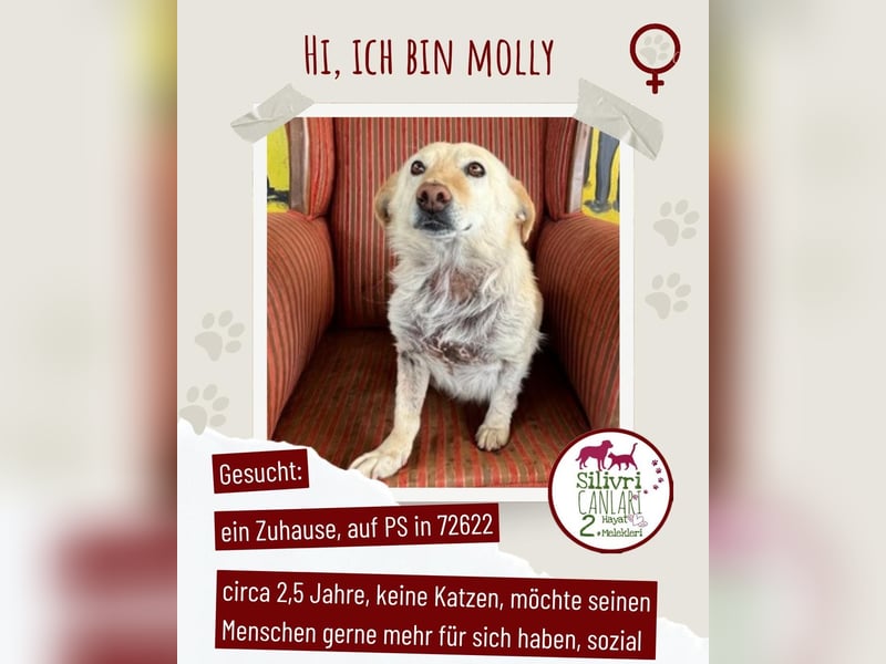 Ruhige Hündin Molly sucht ein zu Hause