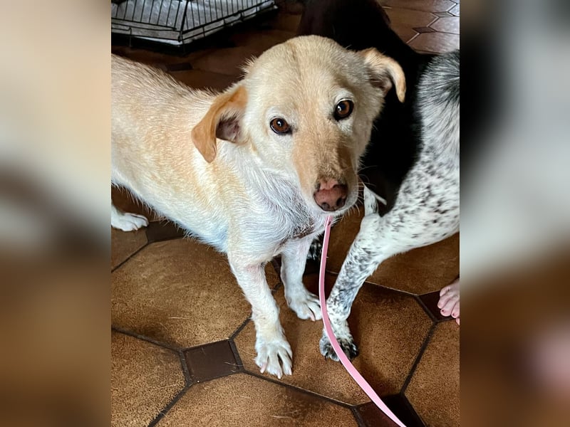 Ruhige Hündin Molly sucht ein zu Hause