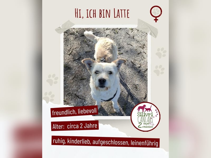 Helle Hündin sucht dringend ein zu Hause