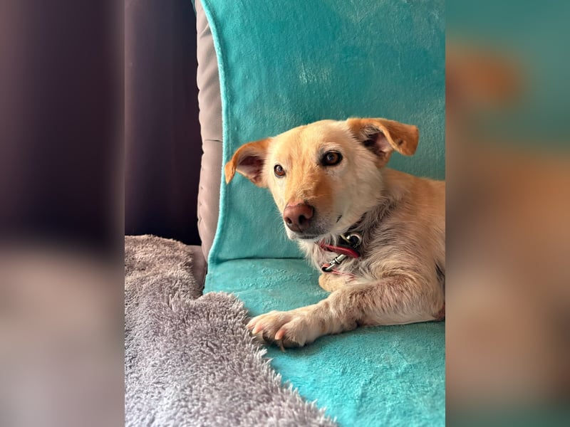Ruhige Hündin Molly sucht ein zu Hause
