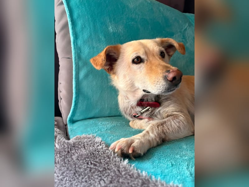 Ruhige Hündin Molly sucht ein zu Hause