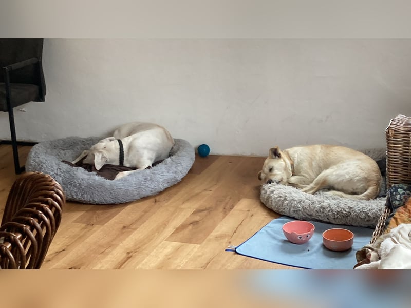 Latte sucht noch immer ein zu Hause
