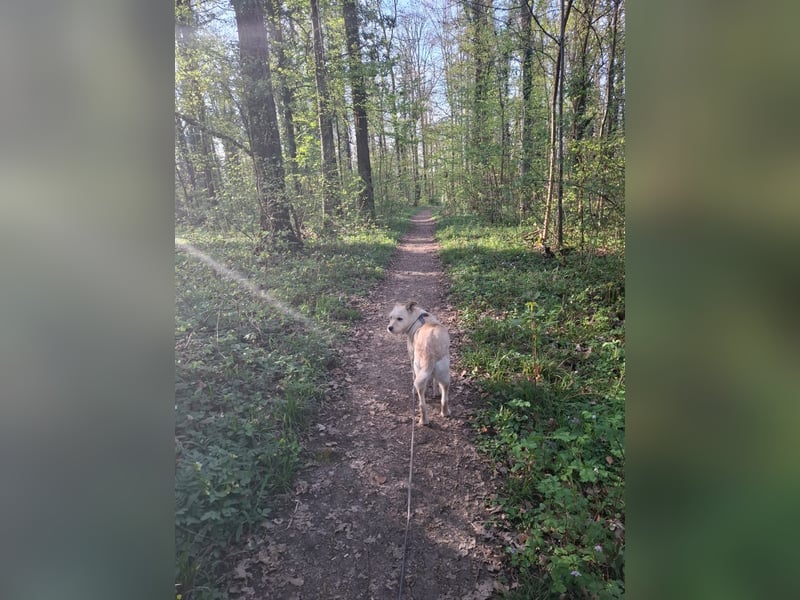 Latte sucht noch immer ein zu Hause