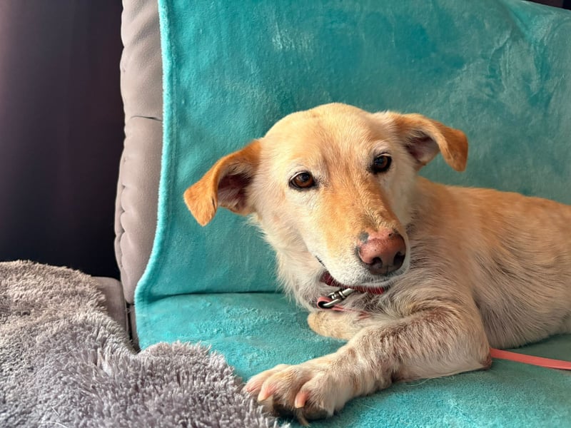 Ruhige Hündin Molly sucht ein zu Hause