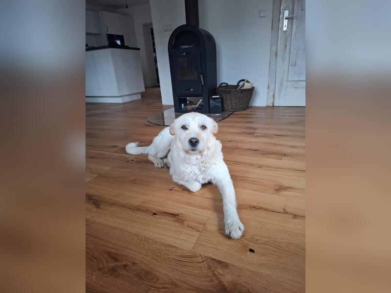 Latte sucht noch immer ein zu Hause