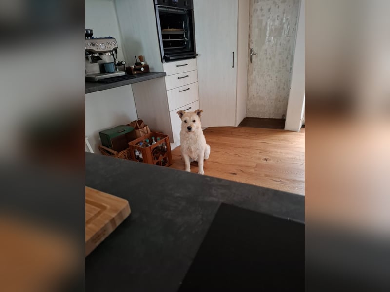 Latte sucht noch immer ein zu Hause