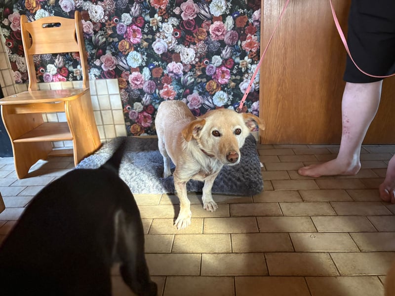 Ruhige Hündin Molly sucht ein zu Hause