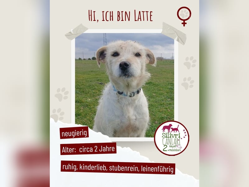 Latte sucht noch immer ein zu Hause