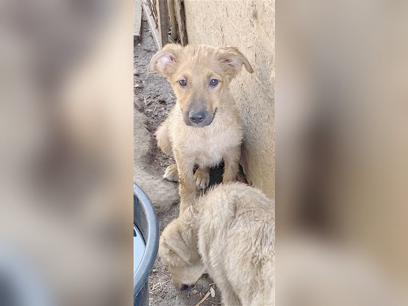 PIXY, bildhübsche Maus. Der ideale Familienhund