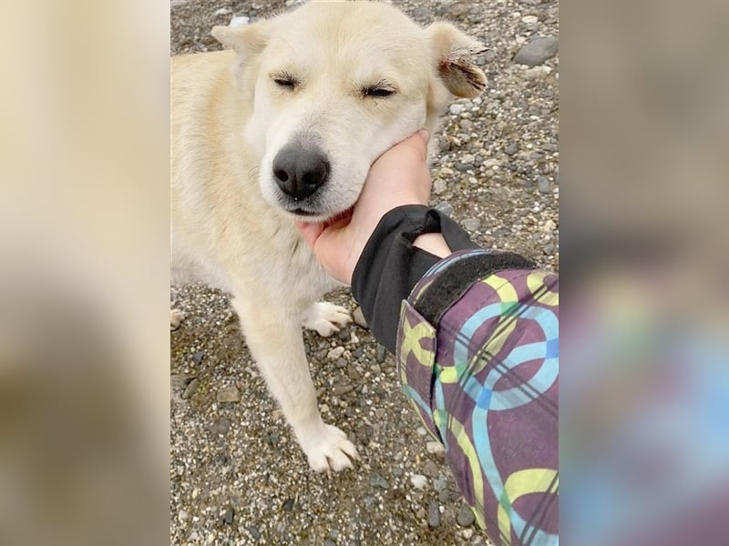 LILA, eine Traummaus. Der ideale Familienhund