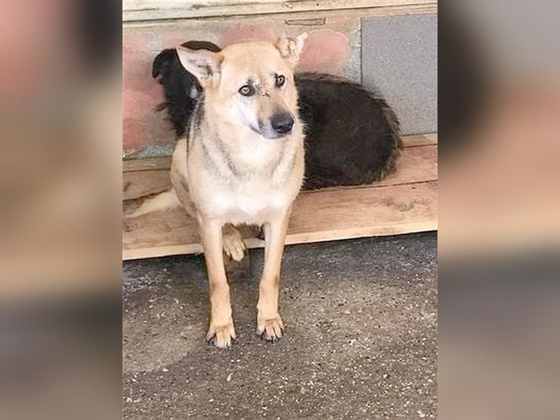 ROSE, sie wartet und wartet