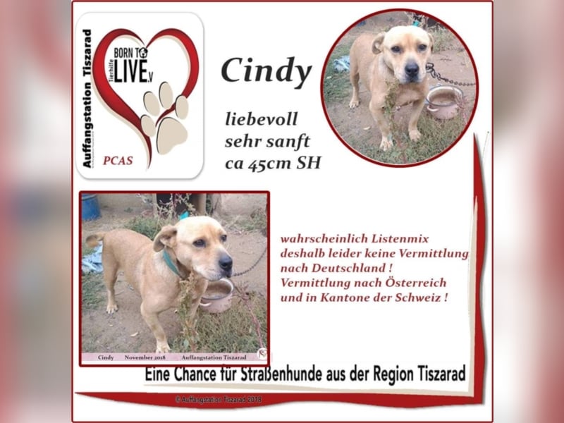 Cindy