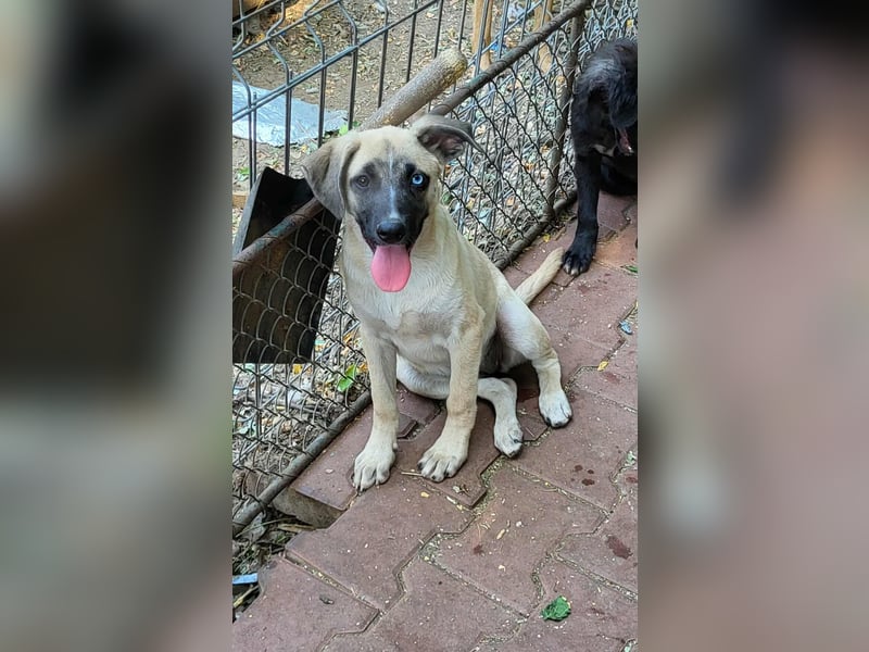 BETTY - so ein tolles Mädchen