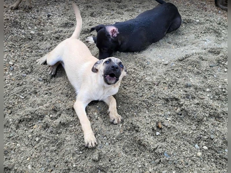 BETTY - so ein tolles Mädchen